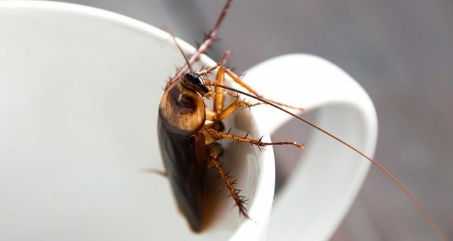 Étudiant : les vérifications anti insectes indispensables pour un emménagement
