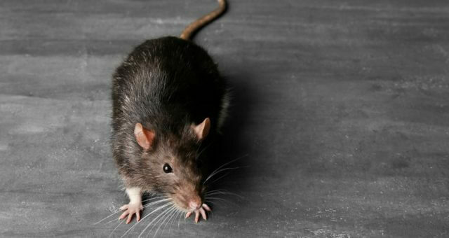 Invasion de rats en hiver : nos 4 conseils pour l’éviter