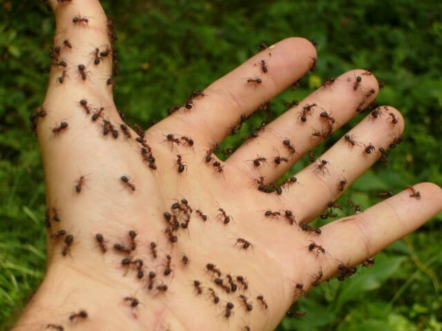 Les effets des fourmis dans l’habitat