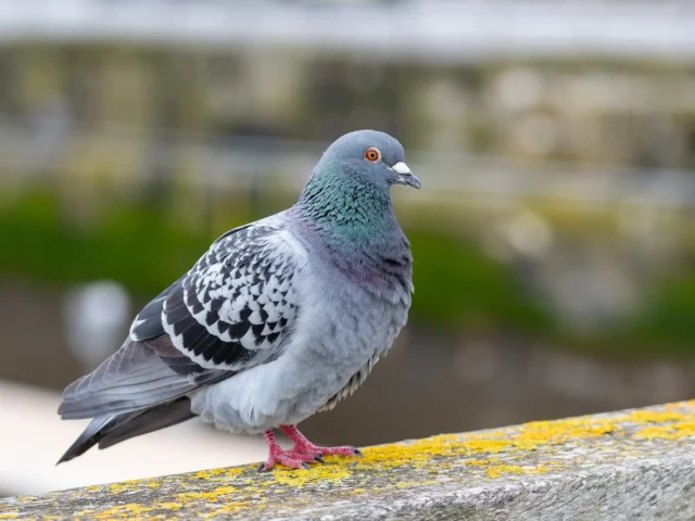 Pourquoi les pigeons sont dangereux lorsqu’ils sont en grand nombre ?