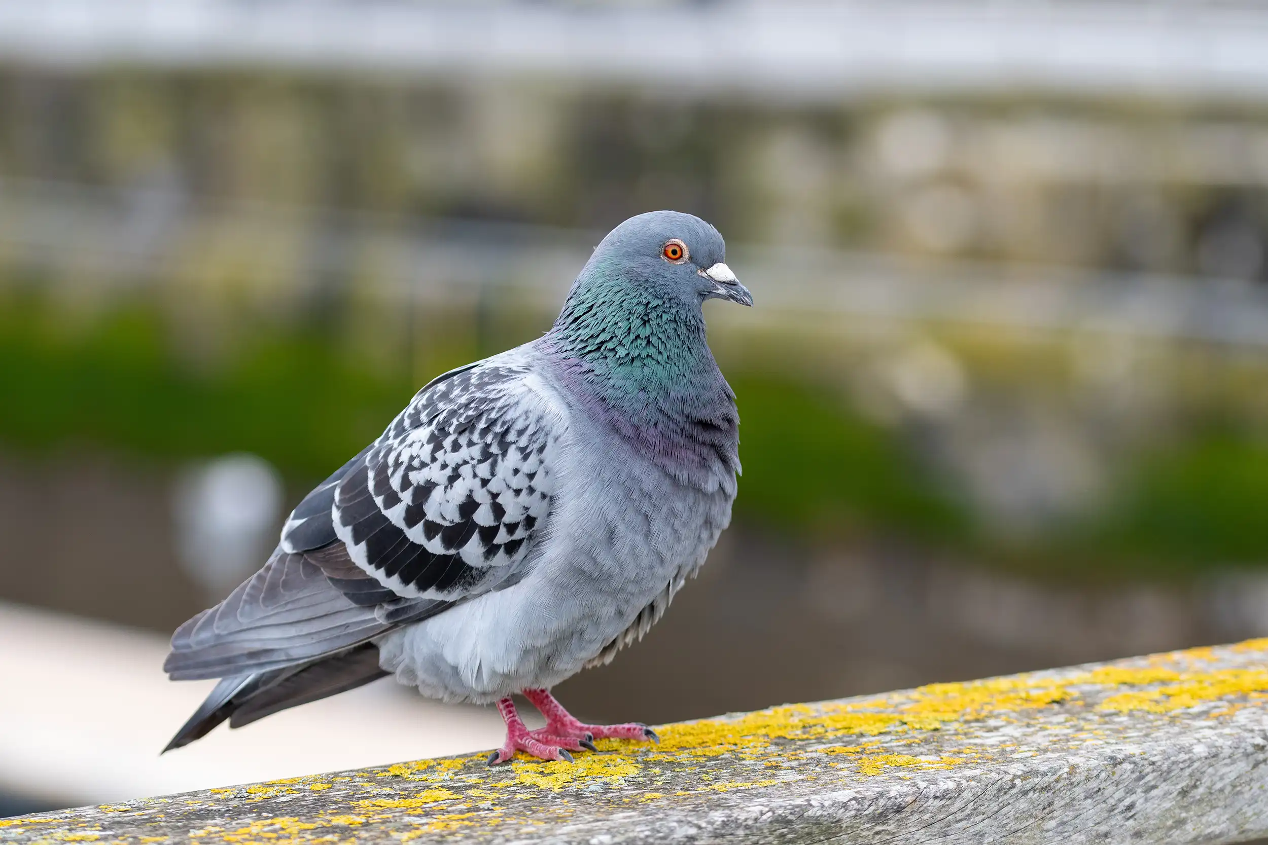 Pourquoi les pigeons sont-ils considérés comme nuisibles ?