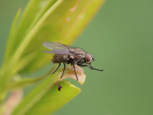 Comment lutter contre l’invasion des moucherons en été ?